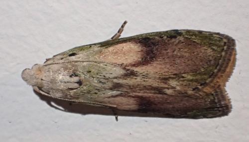 Réf. 268 489 : Aphomia sociella